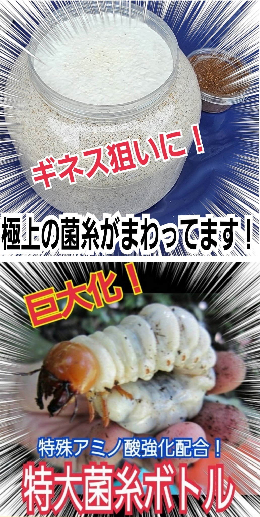 極上！カワラタケ菌糸瓶【5本】特殊アミノ酸強化配合！タランドゥス