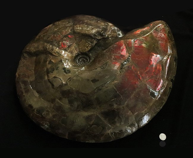 化石セブン史上最大！100%ナチュラル！直径最大部58センチ、31kgに