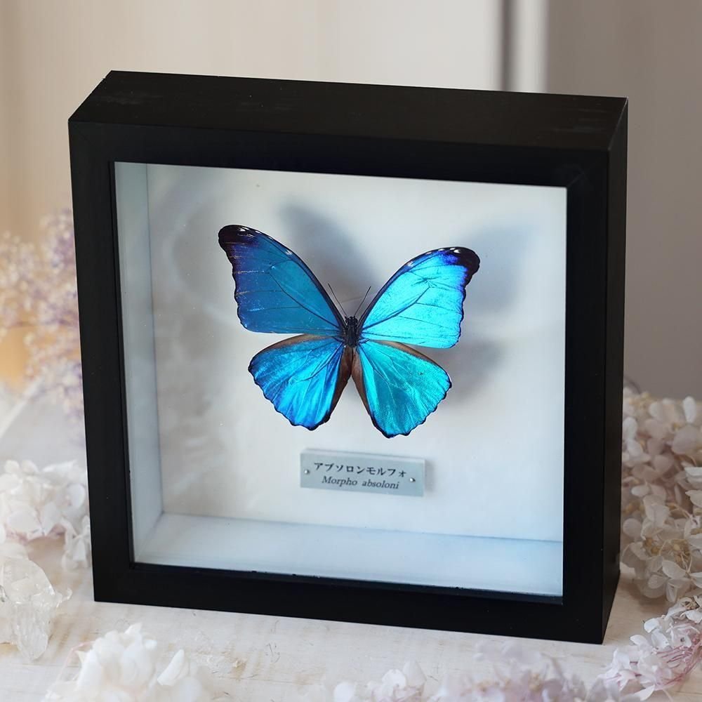 モルフォ蝶標本（個別可）3個セット モルフォ蝶標本（個別可）3個セット