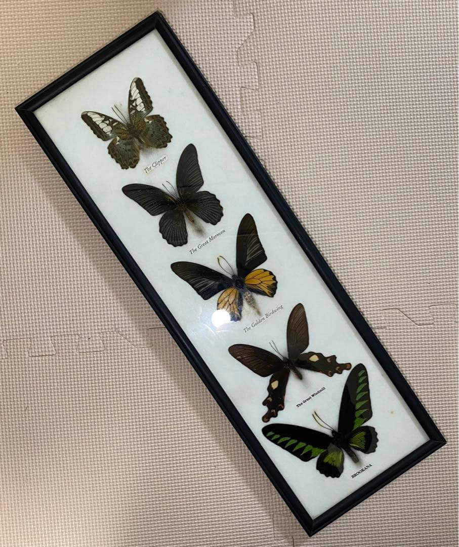 蝶標本 5体セット 壁掛け アンティーク クリニャンクール モルフォ蝶 他 アンティーク蝶標本 ヴィンテージ標本 全22種類
