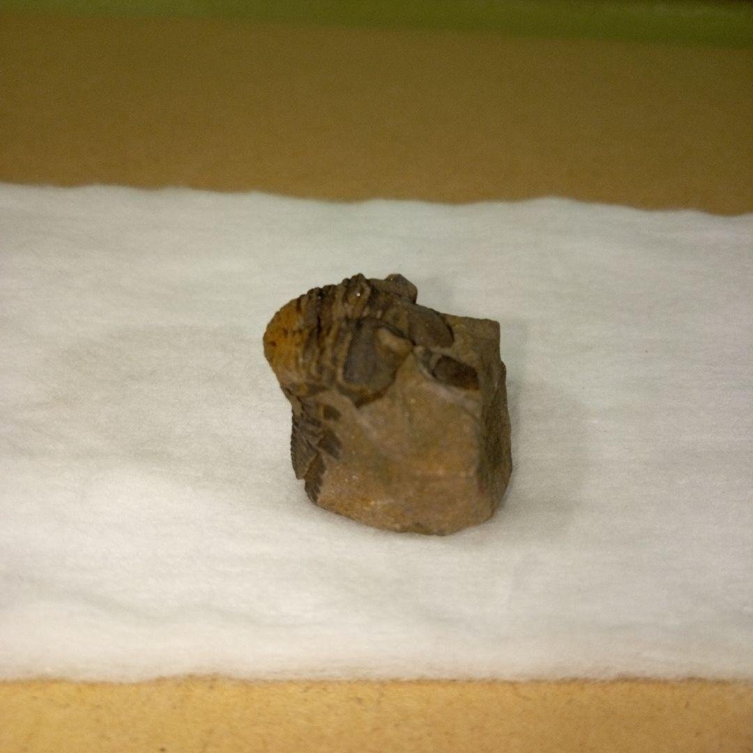 三葉虫 化石 三葉虫化石 究極のレトロ fossil ボリビア産 化石管理番号⑭